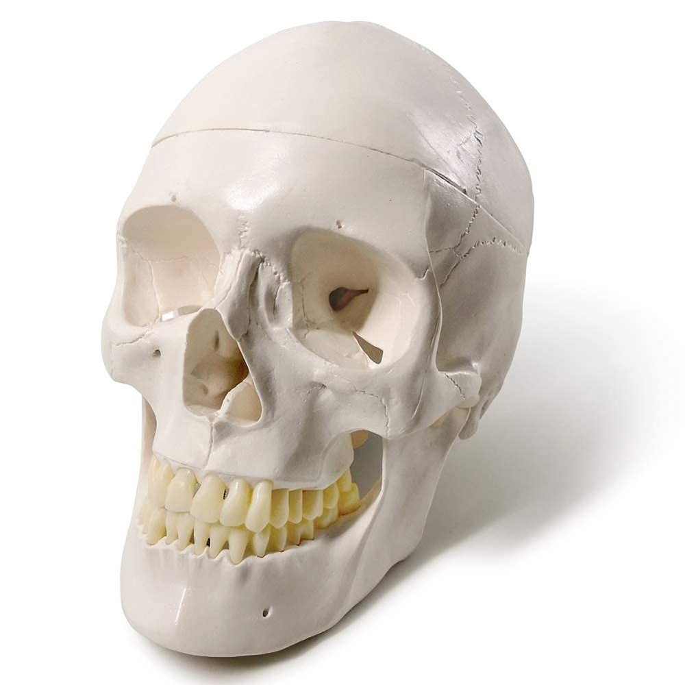 Detailed Life-Size Anatomical Skull Model - Ideal for Teaching & Reference