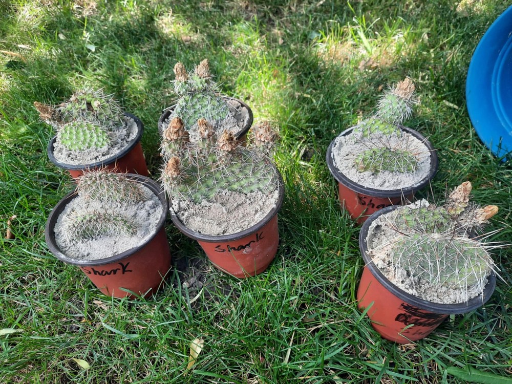 Opuntia Polyacantha- Cretaceous Period