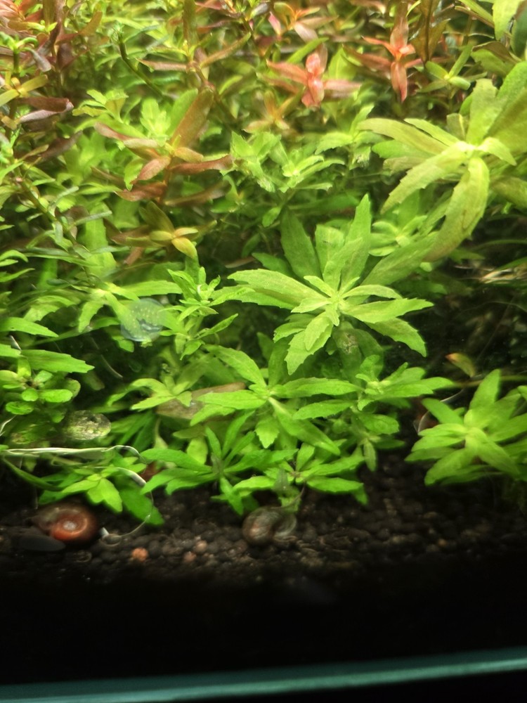 Aquatic Plant Pack 25 Stems