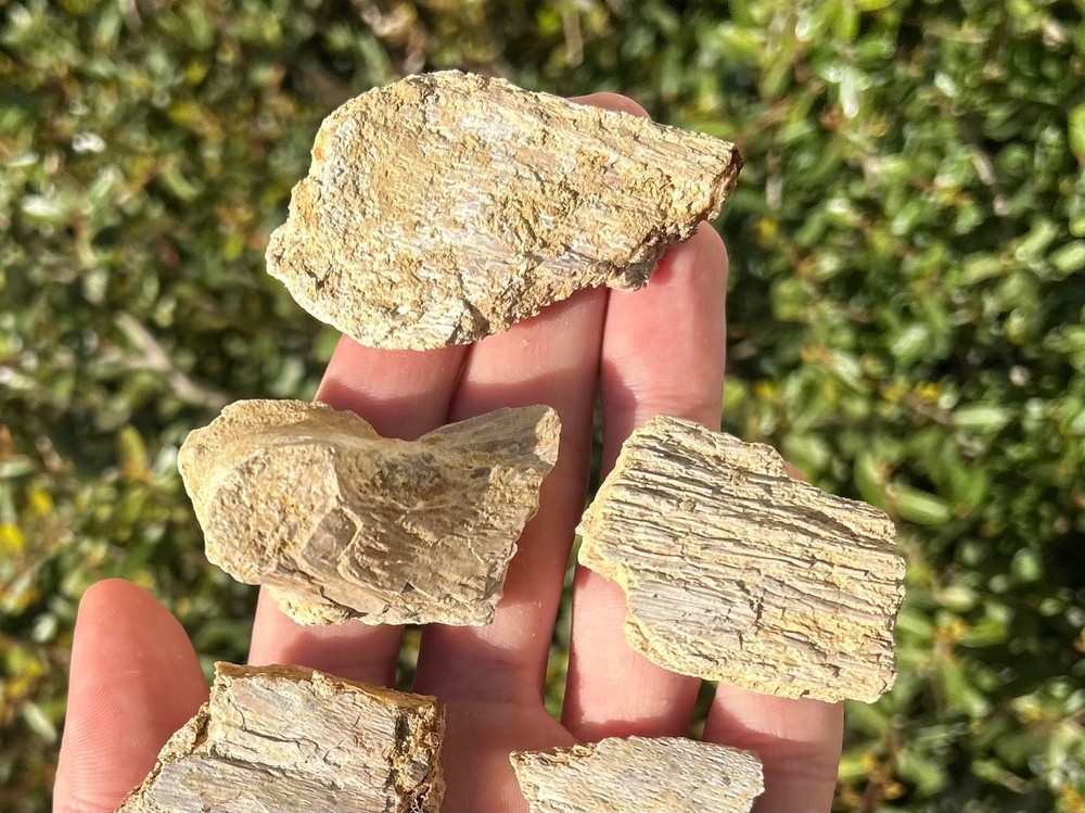 Fossil Marine Bones Lot Texas Cretaceous Dinosaur Bones