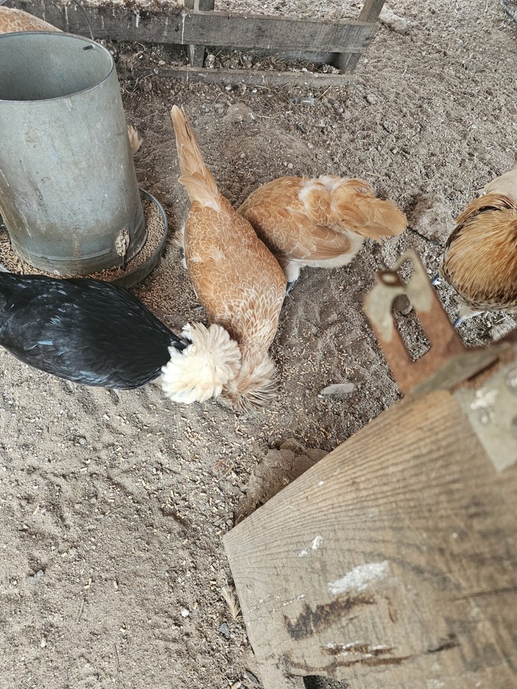 🐣 10 Polish Chicken Hatching Eggs 🐣