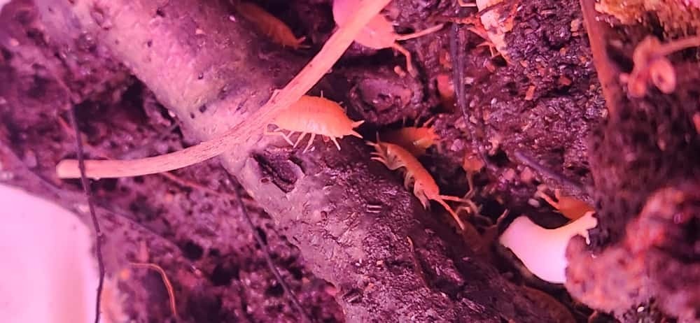 Powder Orange Isopods