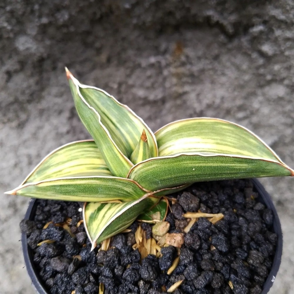 Sansevieria Samurai Dwarf Variegated + Phytosanitary