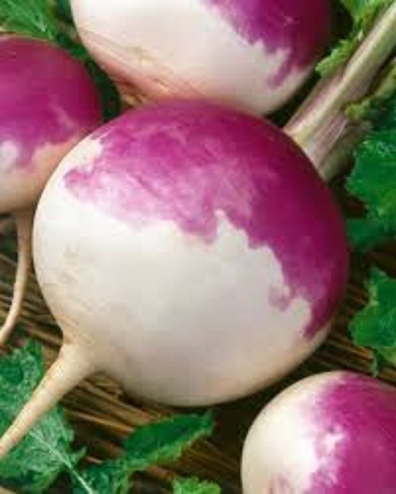 20 LBS PURPLE TOP TURNIPS DEER FOOD PLOT SEED
