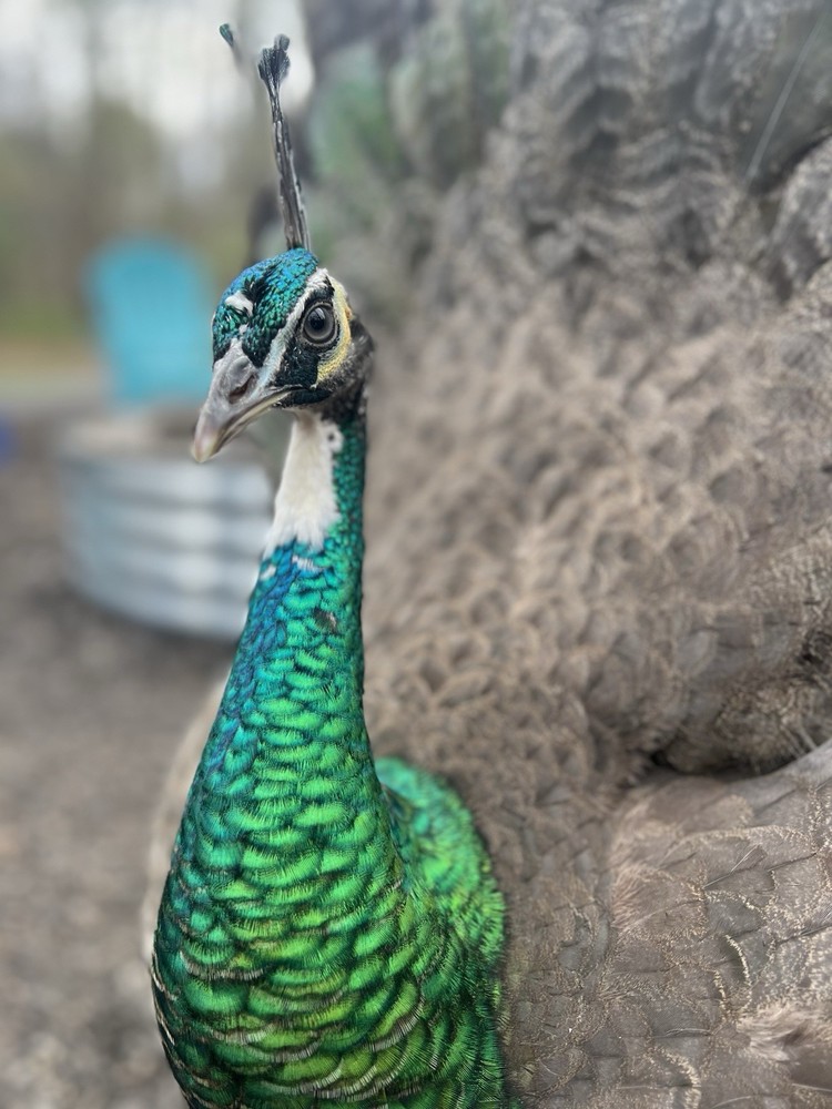 🦚 5 Peacock Peafowl Hatching Eggs 🦚 READ DESCRIPTION