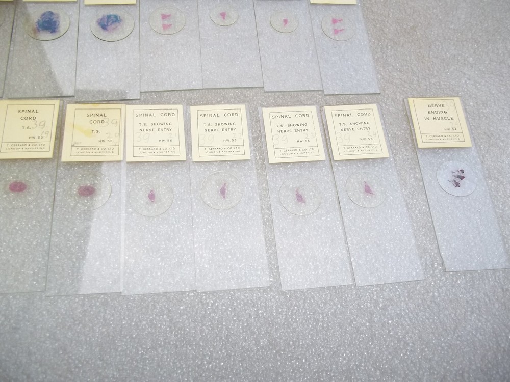 Vintage Glass Microscope Slides -