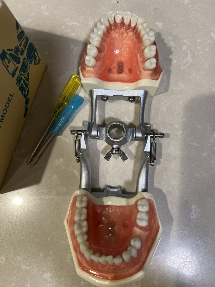 Dental Model