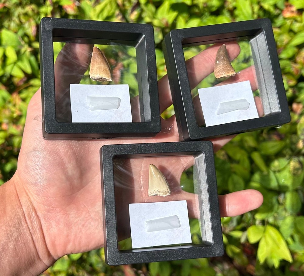 Fossil Mosasaur Tooth in Floating Display Case ONE PER PURCHASE Morocco Dinosaur