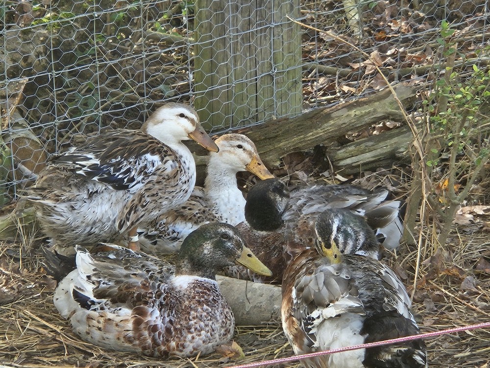 6 Silver Appleyard Duck Hatching Eggs