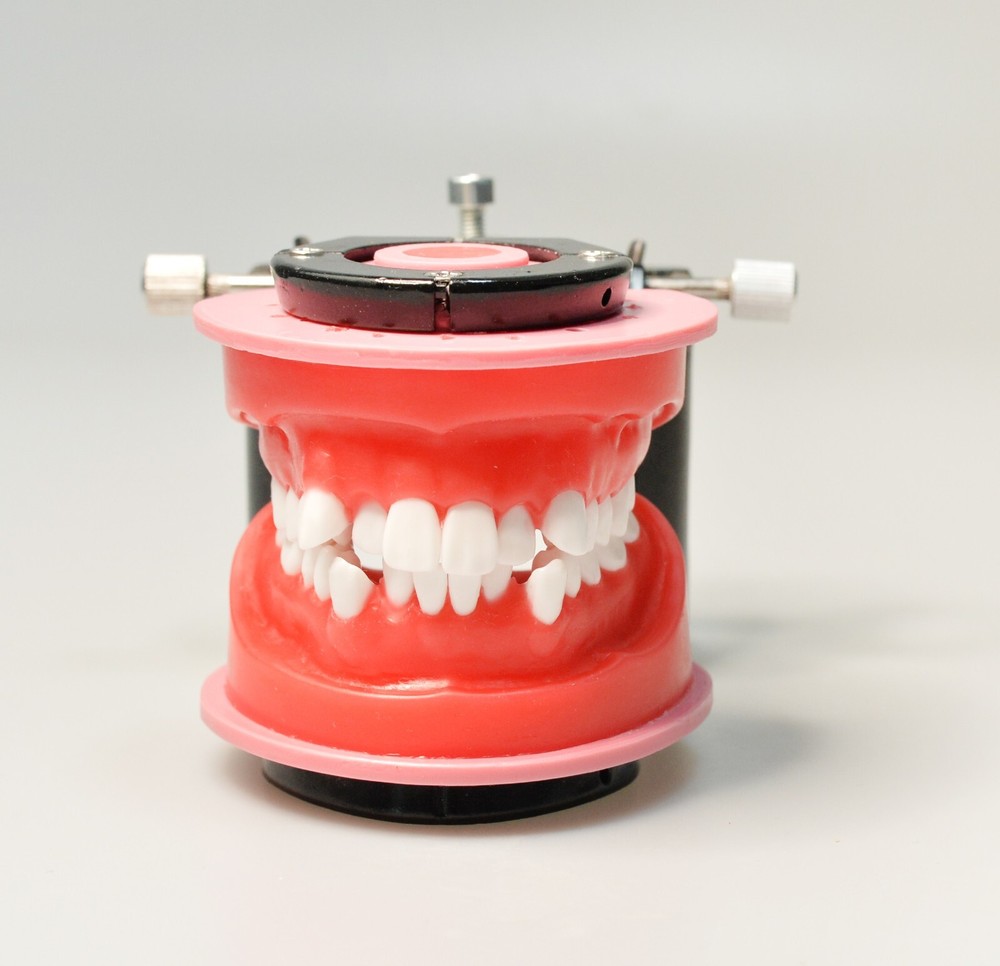 Reusable Dental Typodont Orthodontics Model Wax Teeth Training Practice