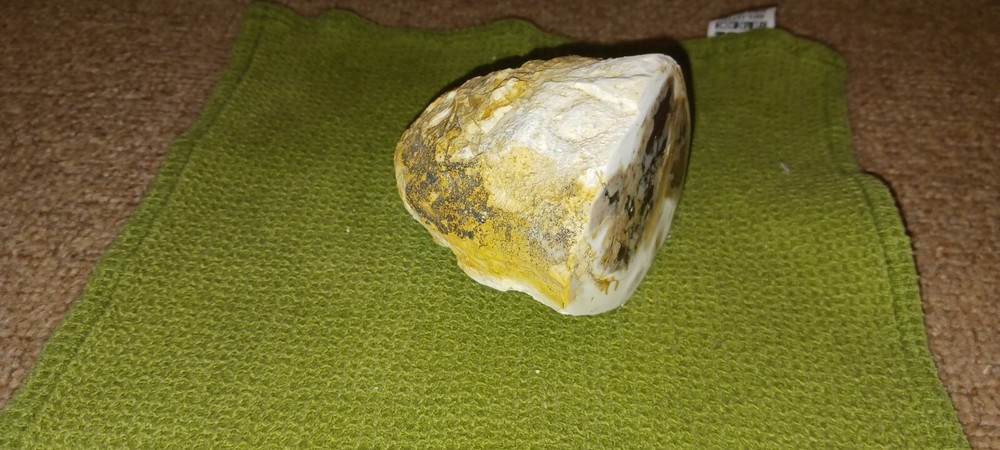 Saddle Mountain Petrified Wood Polished Limb