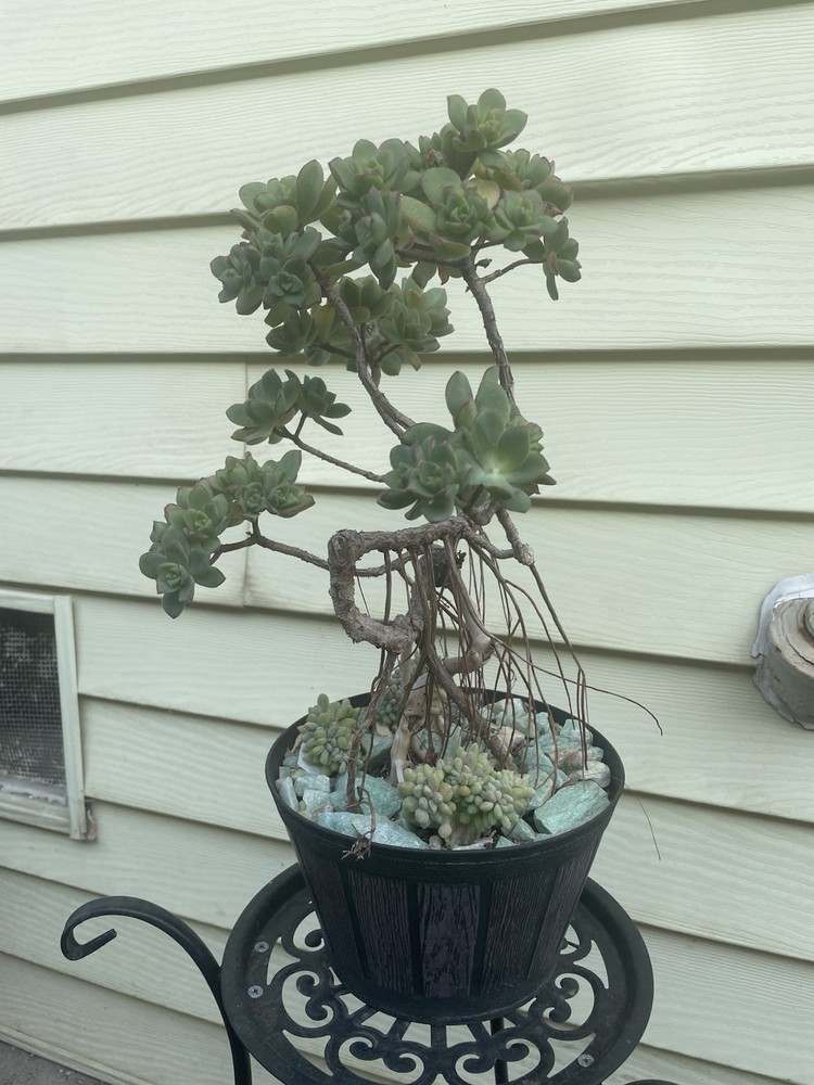 Bonsai Tree Aeonium Haworthia Tree Ship With Bare Rooted