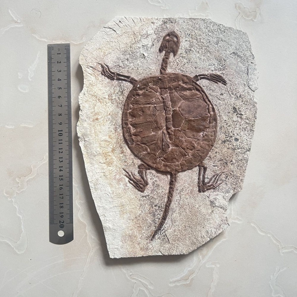 Unique and authentic paleontological fossil xule 01