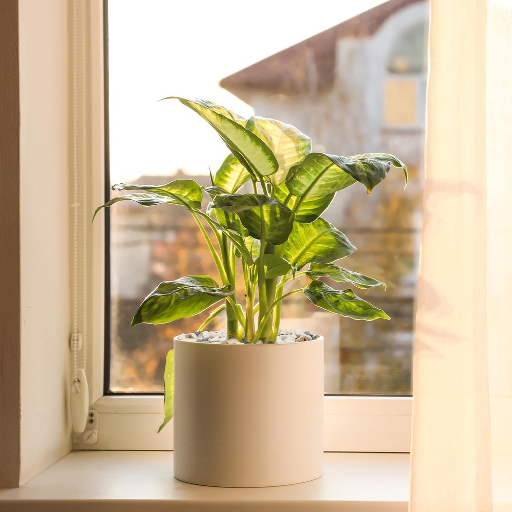 2.5 lbs Pebbles for Indoor Plants