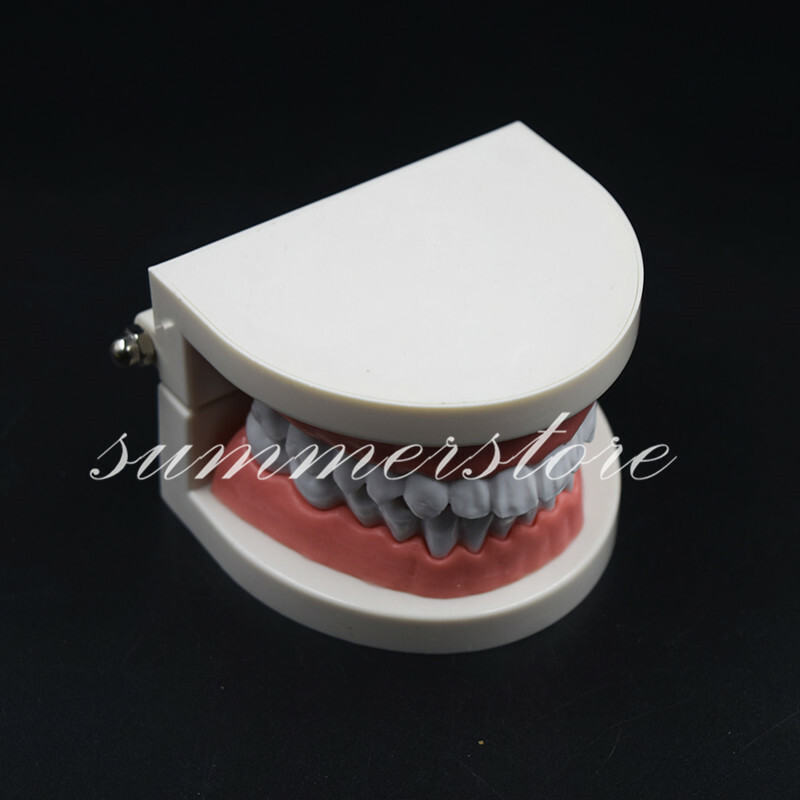 1 Pc Dental Teaching Study Adult Standard Typodont Demonstration Teeth Model