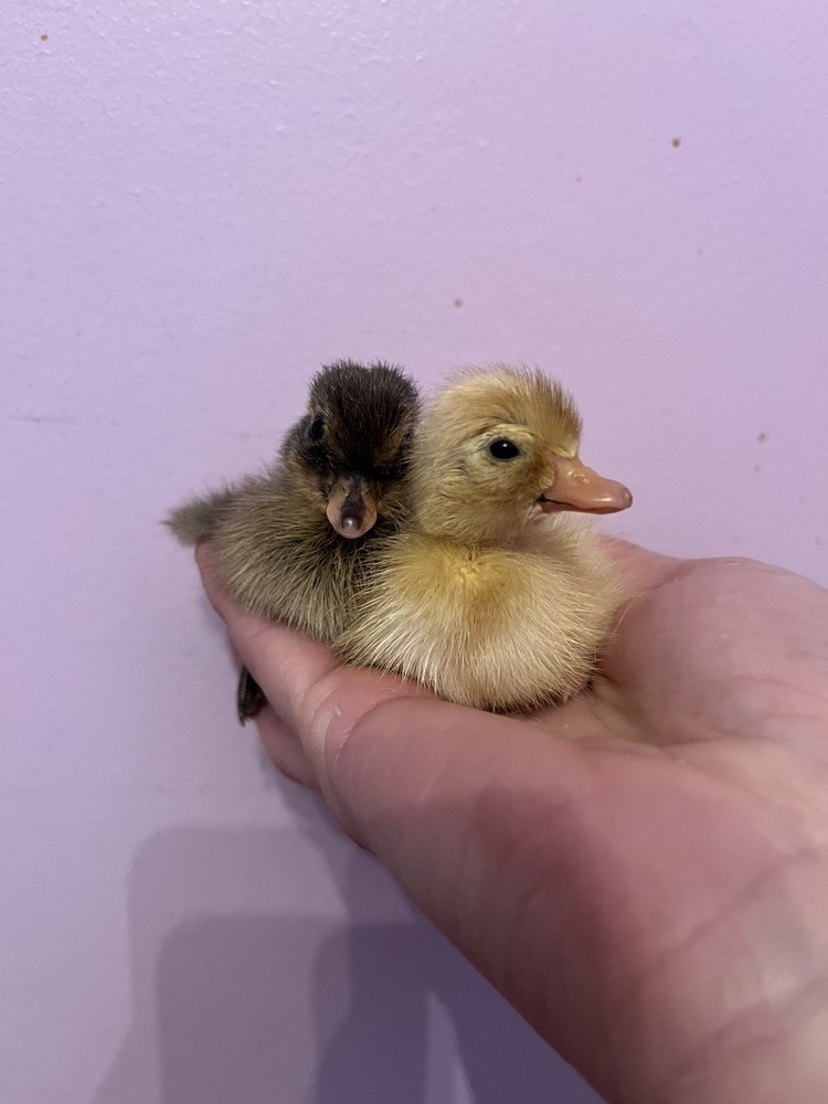 12 Call Duck Hatching Eggs.