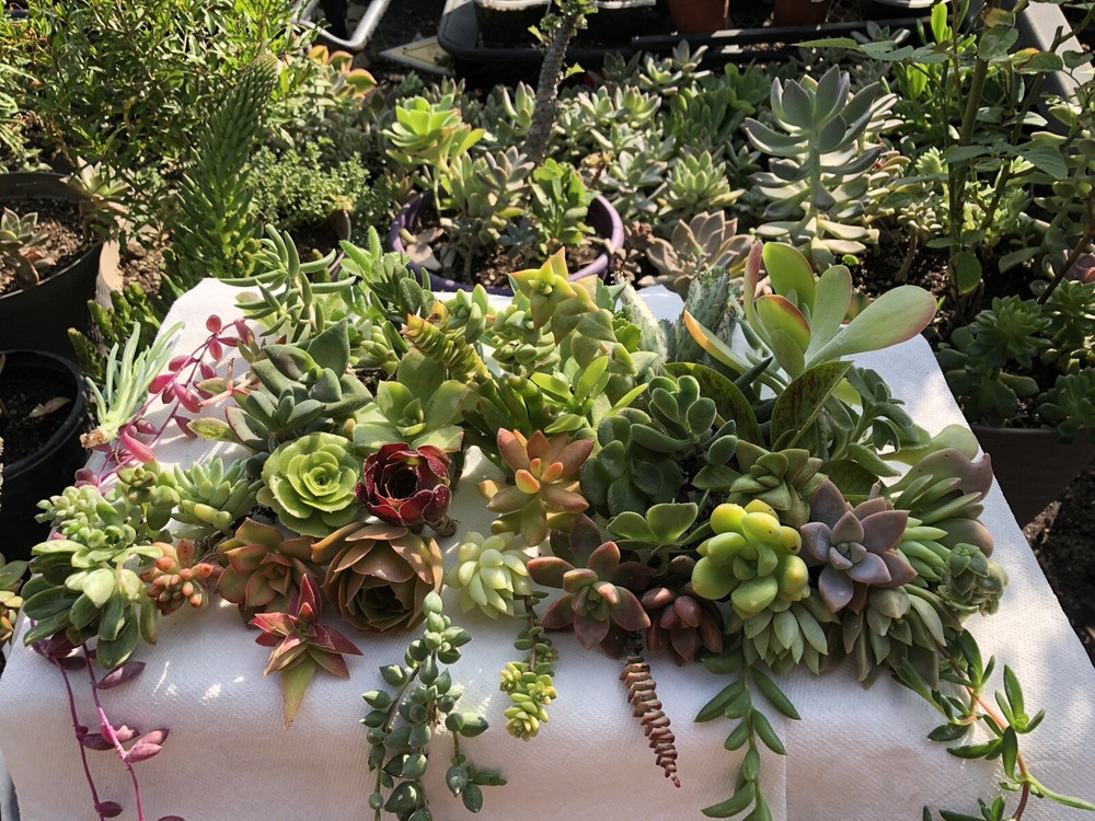 100 Cutting Mix Colorful Succulents 2-8”