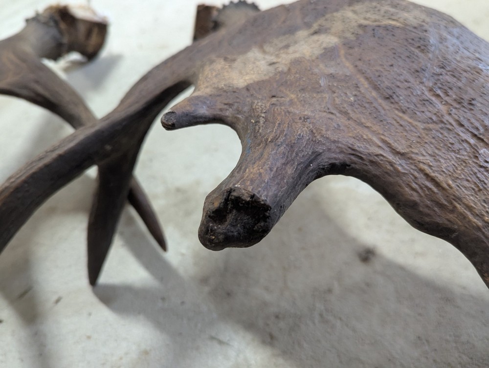 2 Moose Antlers From And Old Mount
