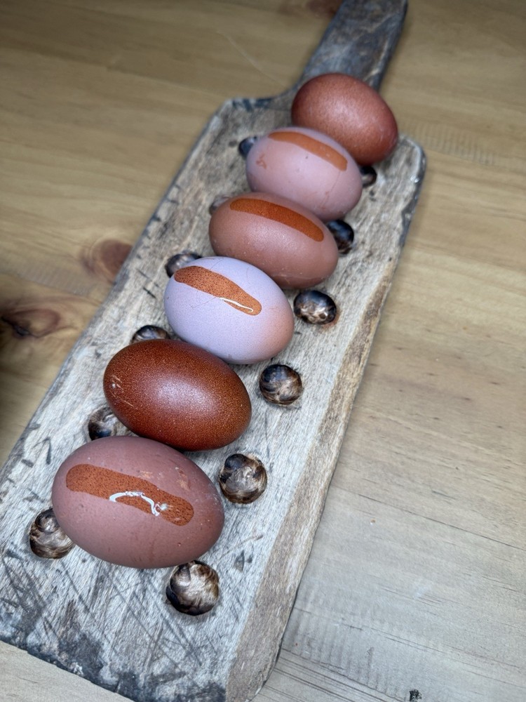 6+ Heavy Bloom Purple Black Copper Marans | PLEASE READ DESCRIPTION