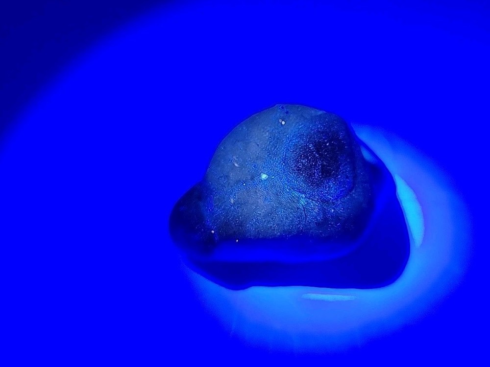 Egg Fossil Permineralized Snake 🐍