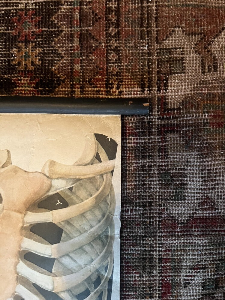 Pull Down Anatomical School Chart. Beautiful Colors! Original 1960s!