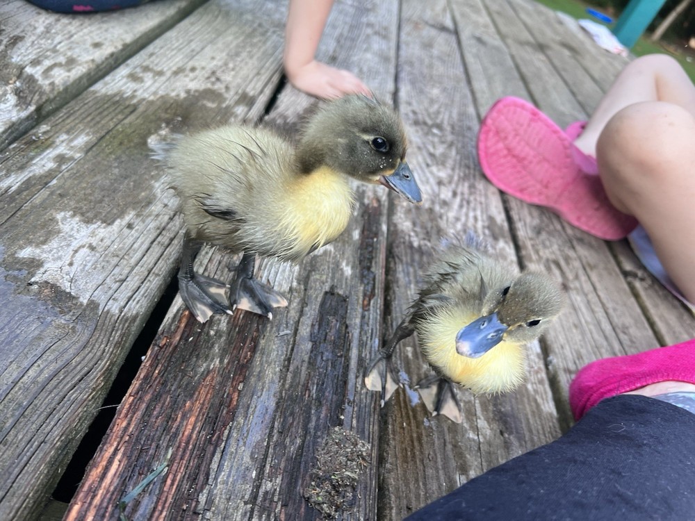 🖤🩵 BLACK & BLUE SWEDISH DUCK E G G S for HATCHING 🩵🖤