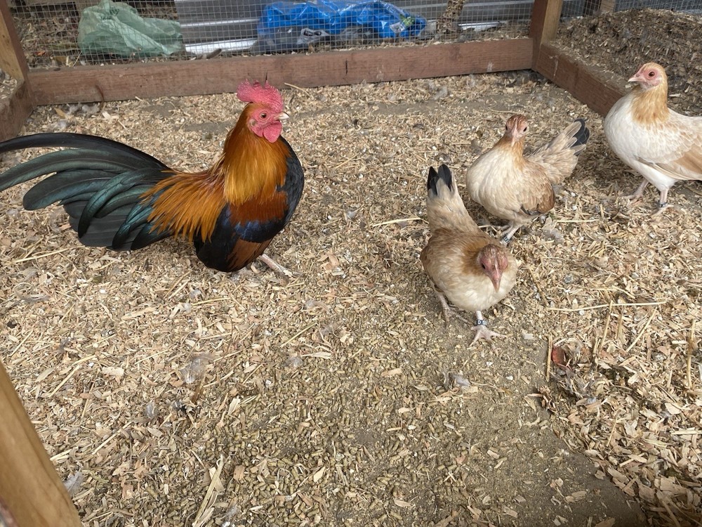 Bantam Assortment 8+ hatching eggs(Read Description)