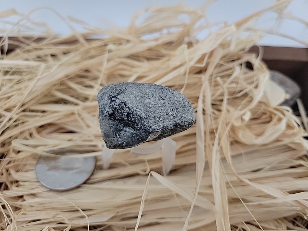 Permineralized Claw Fossil Super Rare