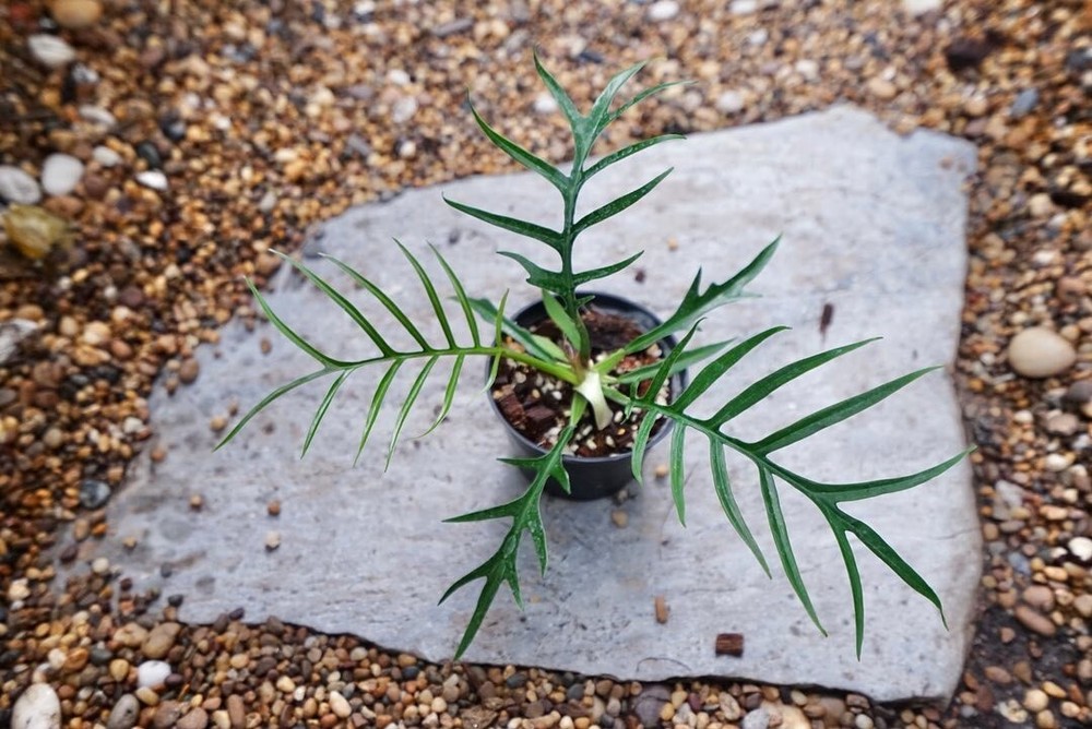 Philodendron Tortum + Phytosanitary Cert / DHL Express
