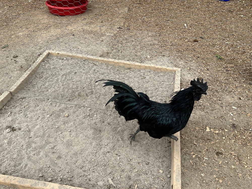 6 Ayam Cemani Solid Black chicken hatching eggs