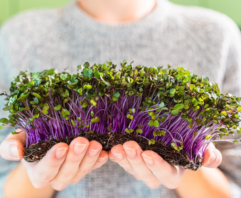 Red Acre Cabbage MICROGREEN Seeds | Heirloom | Non-GMO | Seeds for Sprouting