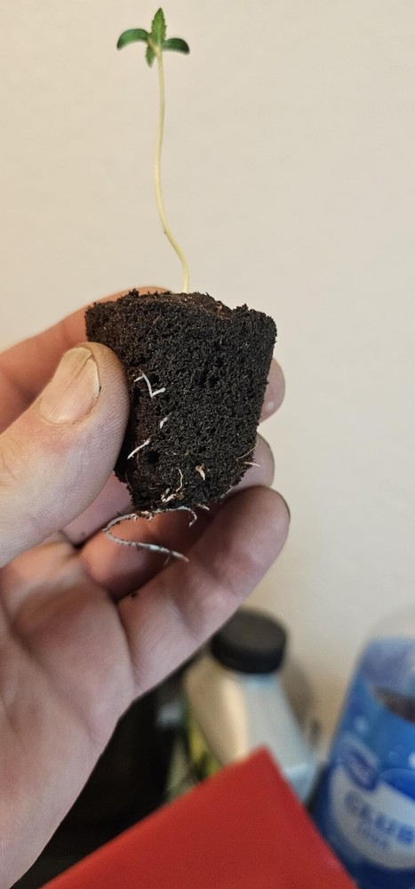 Root Riot Replacement Cubes - 50 Cubes