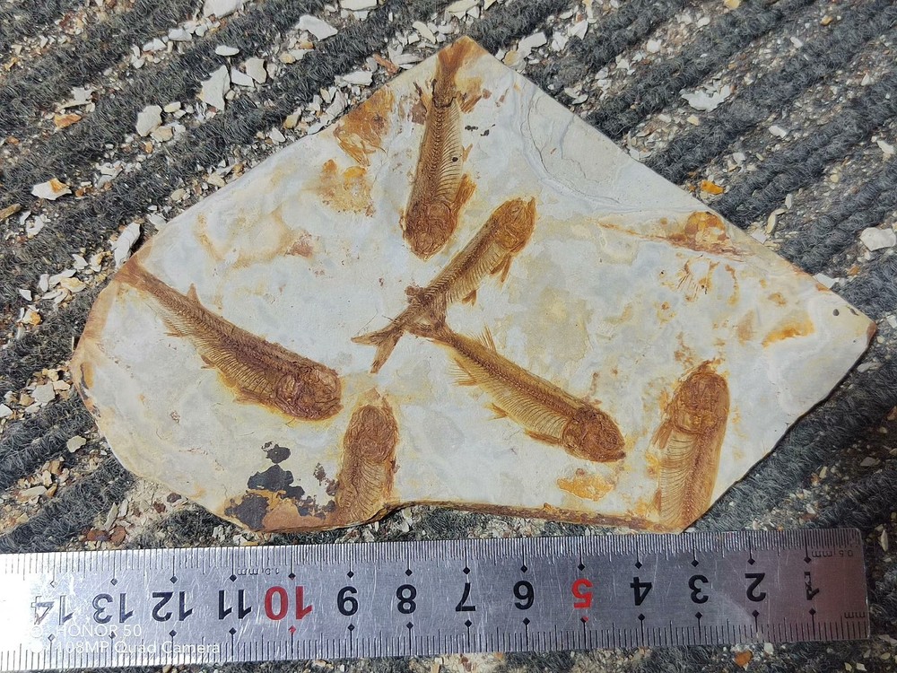 Unique and authentic ancient fossil fish like stone B010