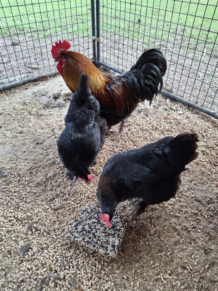 10+2 Black Copper Maran Hatching Eggs