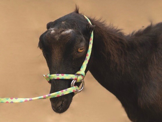 Halter All SMALL Yearling Calf, Mini Cow Endless Adjustable Breaking PATTERN USA