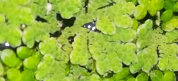 Azolla (Azolla caroliniana) - MINIMUM ORDER (Must order at least 3 ounces).
