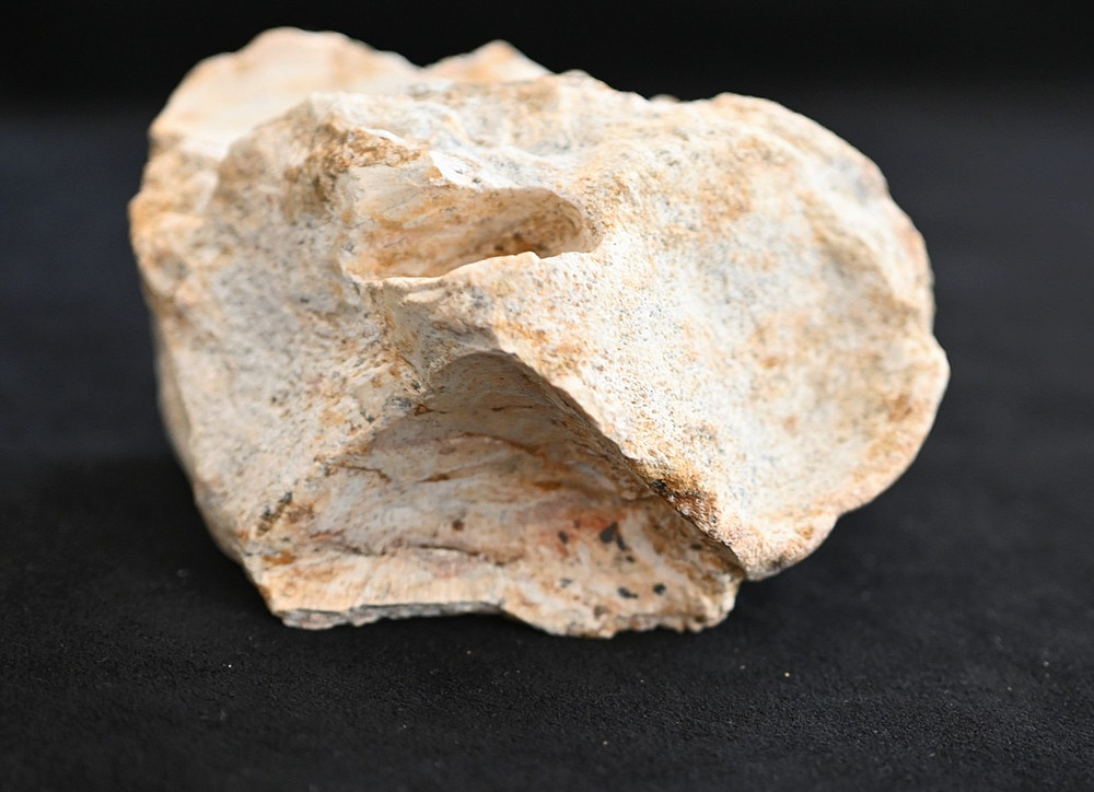 Spinosaurus Neck Vertebra