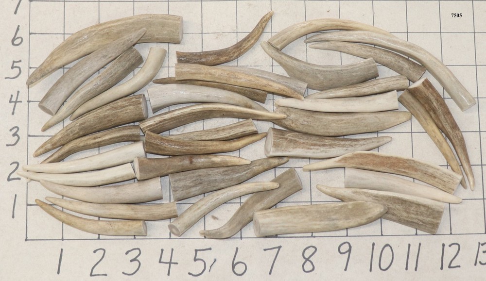 37 Deer/Elk Antler Tines Tips Crafts