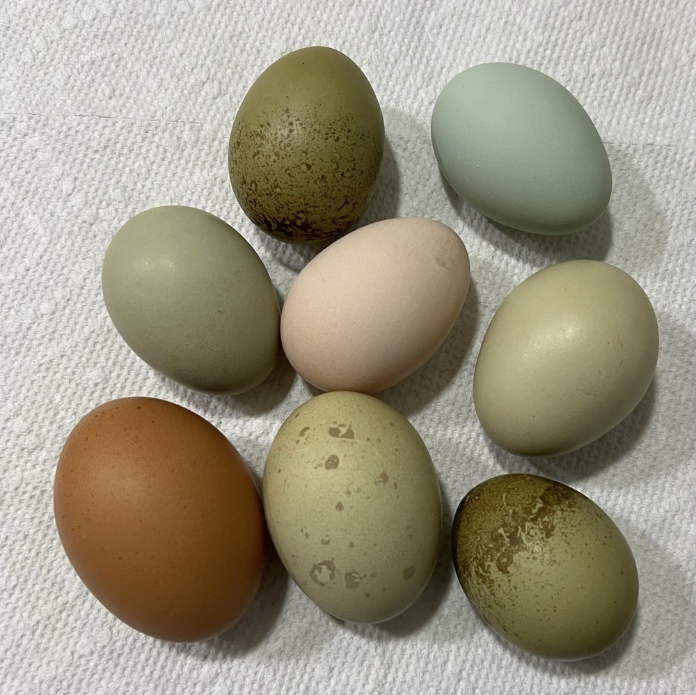 Olive Egger Hatching Eggs 1 dozen (12 + extra)