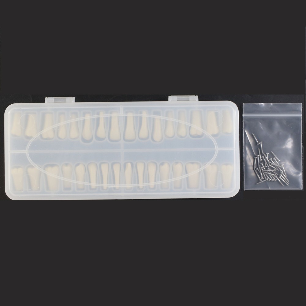 Columbia Dentoform 860 Type Dental Typodont Model & 32pcs Removable Teeth Kit