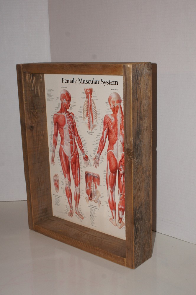 Muscular System Female Chart: Laminated Wall Chart Framed Shadow Box Wood