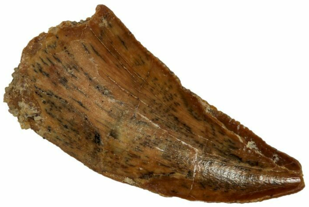 Serrated .77" Raptor Tooth - Real Dinosaur Tooth