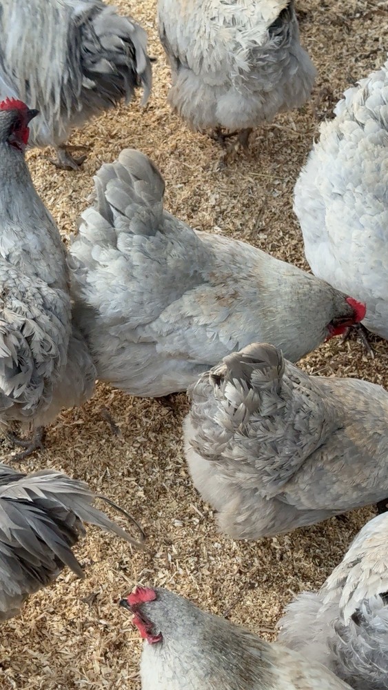 6 Wyandotte / 6 Lavender Orpington Eggs