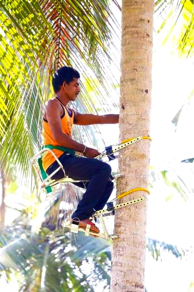 EASY COCONUT TREE Climbing MACHINE TOOL with 100% SAFETY and HIGH QUALITY Quick