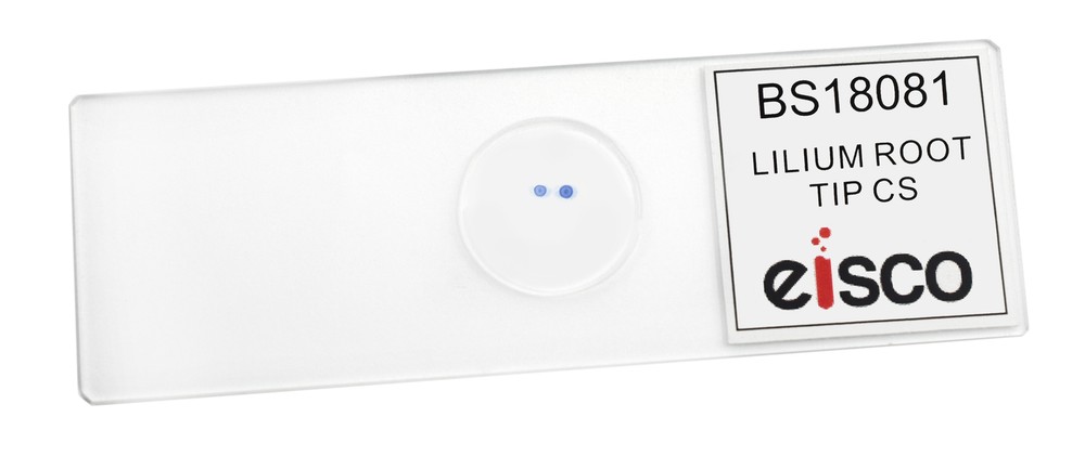 Lilium Root Tip - Prepared Microscope Slide - 75x25mm - Eisco Labs