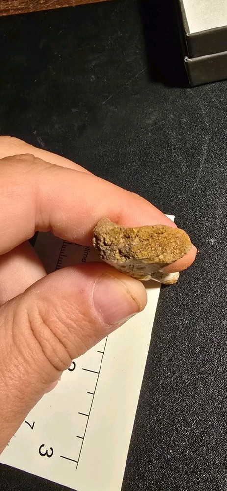 Very Rare Metoposaur Limb Bone From Texas!