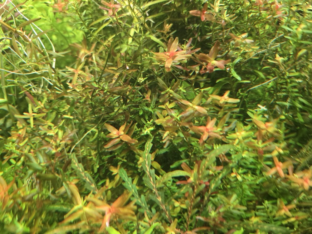 Aquatic Plant Pack 25 Stems