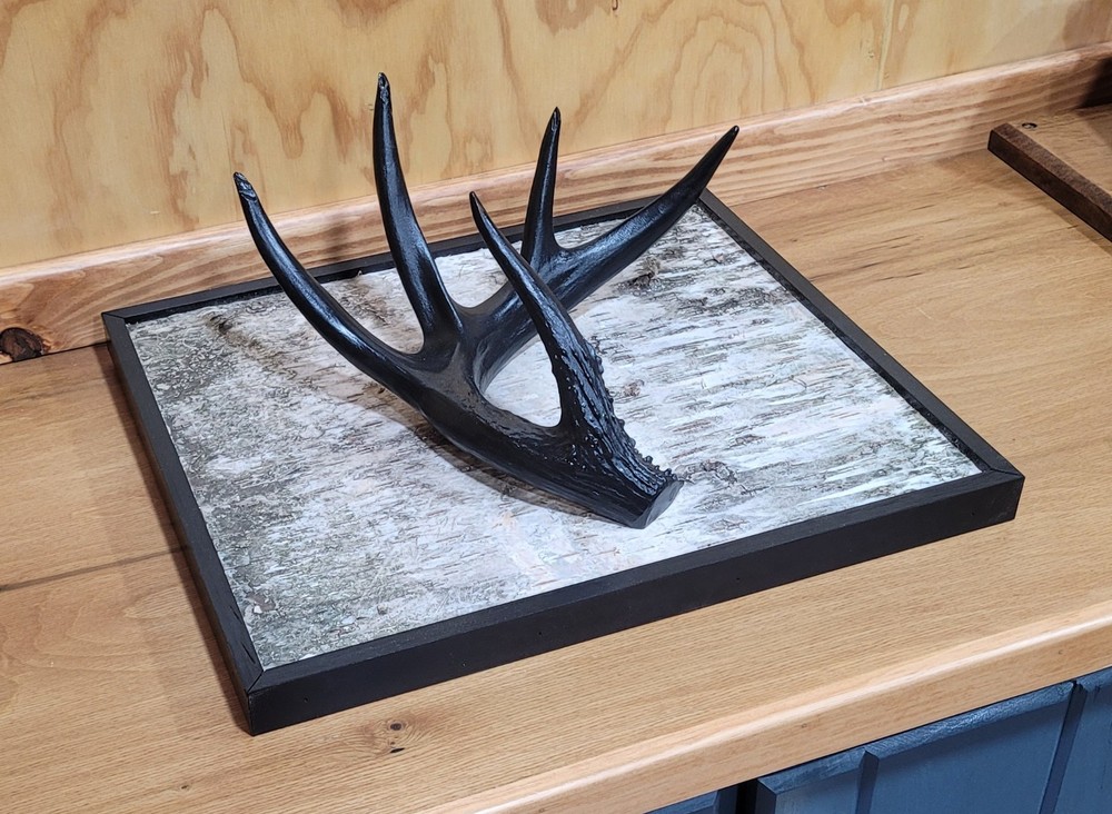 Hand Finished black painted antler mounted on an authentic birch bark panel