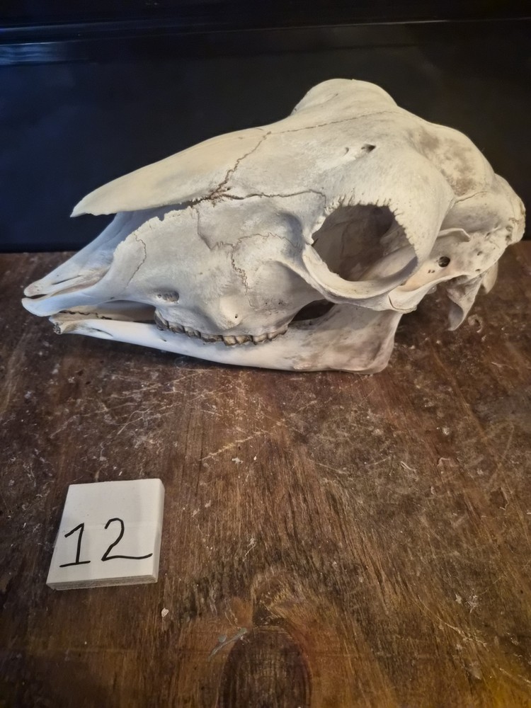 Sheep Skull