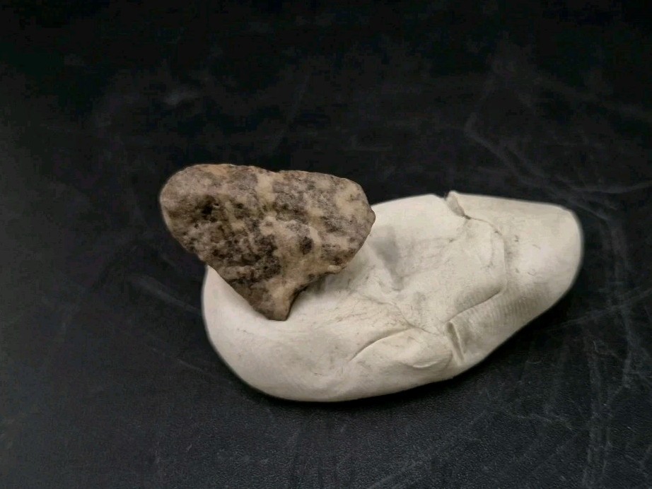 Fossil Dinosaur Permineralized Tooth T-rex 🦖